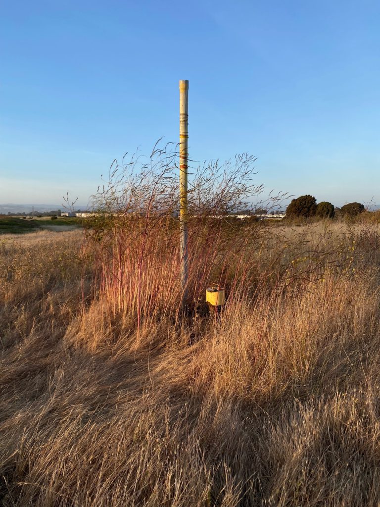 Photo of groundwater monitoring well almost completely hidden in tall grass